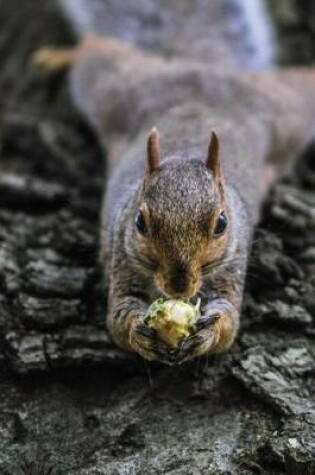 Cover of Squirrel Eating a Nut on a Log