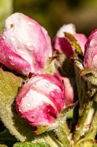 Cover of Apple Tree Flower Blossoms Covered in Dew Journal