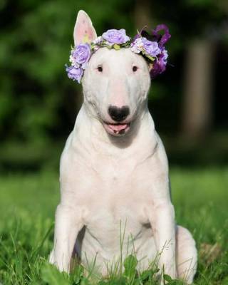 Book cover for Bull Terrier