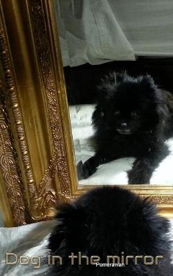 Book cover for Dog in the Mirror Pomeranian