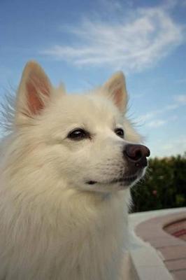 Book cover for The American Eskimo Dog Journal