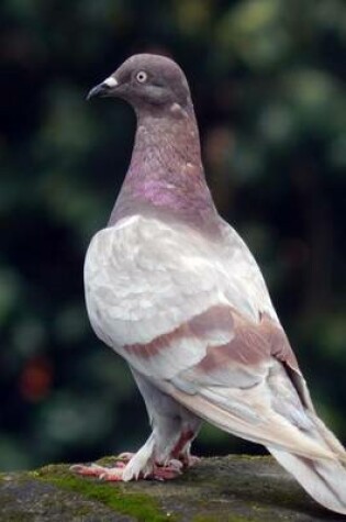 Cover of Rock Pigeon, Birds of the World