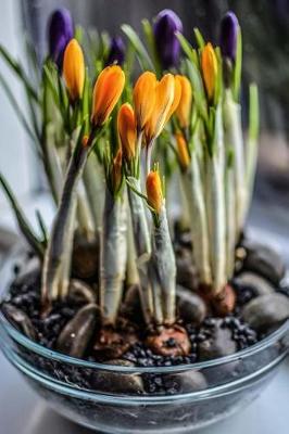 Book cover for Pretty Purple and Yellow Spring Crocus Flowers in a Bowl Journal