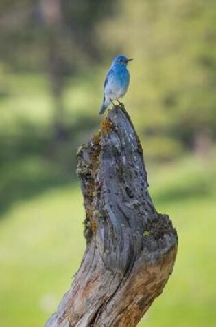 Cover of A Happy Little Bluebird Journal