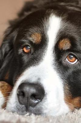 Book cover for The Loving Eyes of a Bernese Mountain Dog Journal