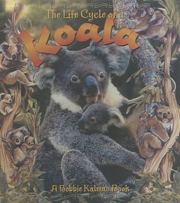 Book cover for A Koala