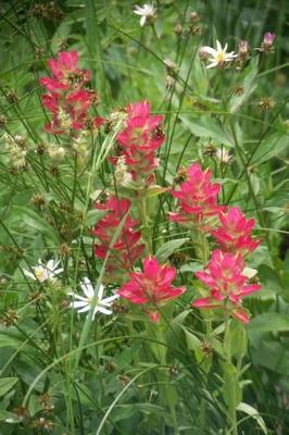 Book cover for Paintbrush Wildflowers - Blank Notebook