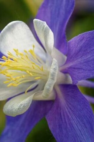 Cover of Purple and White Columbine Flower Journal