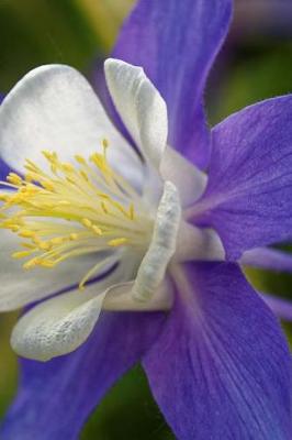 Book cover for Purple and White Columbine Flower Journal