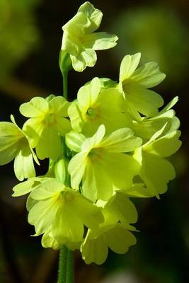 Book cover for Yellow Cowslip Forest Primrose, for the Love of Flowers