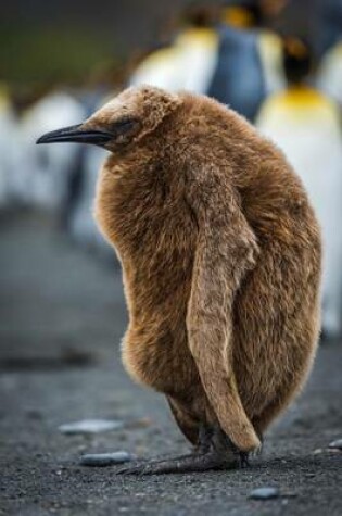 Cover of An Oakum Boy Juvenile King Penguin Journal