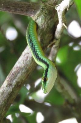 Book cover for Vine Snake Notebook