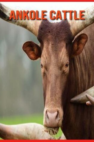 Cover of Ankole Cattle