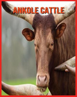 Book cover for Ankole Cattle