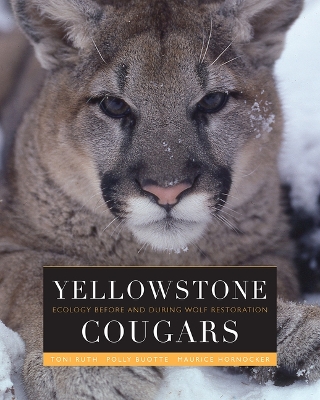Book cover for Yellowstone Cougars