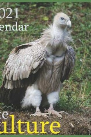 Cover of Cute vulture