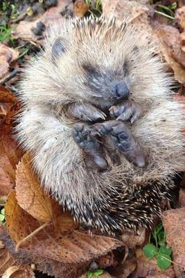 Book cover for Hedgehog Animal Journal