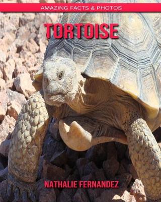 Book cover for Tortoise