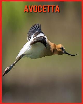 Book cover for Avocetta