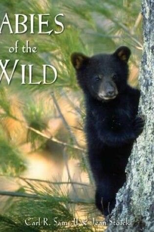 Cover of Babies of the Wild