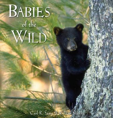 Book cover for Babies of the Wild