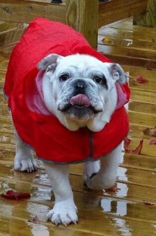 Cover of English Bulldog in a Red Raincoat Journal