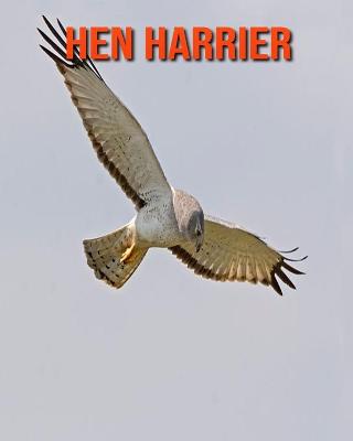 Book cover for Hen Harrier