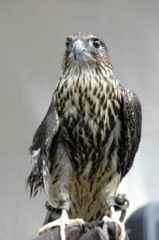 Cover of Merlin (Falco Columbarius) Bird of Prey/Falcon Journal
