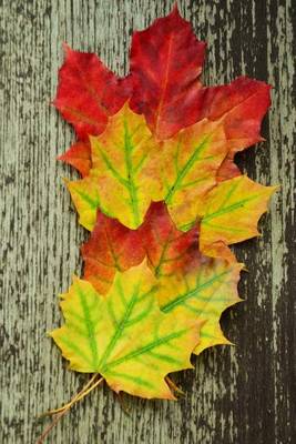 Book cover for Three Autumn Leaves Displayed to Show the Color