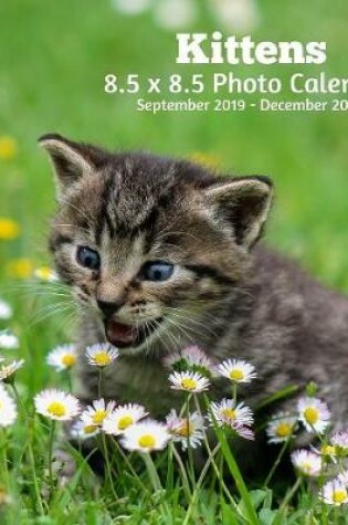 Cover of Kittens 8.5 X 8.5 Calendar September 2019 -December 2020