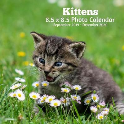 Book cover for Kittens 8.5 X 8.5 Calendar September 2019 -December 2020