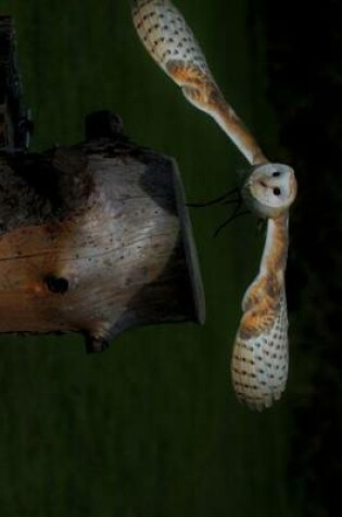 Cover of A Barn Owl Swooping in