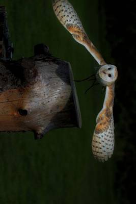 Book cover for A Barn Owl Swooping in