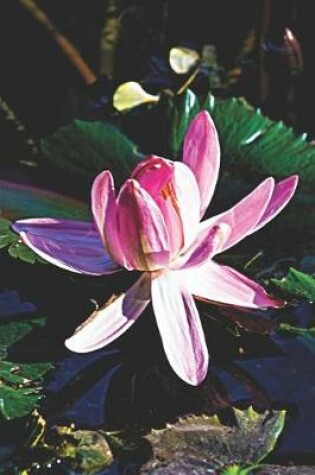 Cover of Pink Lotus Water Lily Journal
