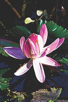 Book cover for Pink Lotus Water Lily Journal