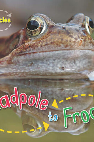 Cover of Lifecycles: Tadpole to Frog
