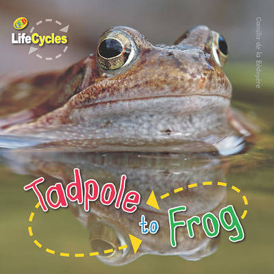 Book cover for Lifecycles: Tadpole to Frog