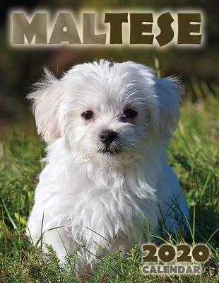 Book cover for Maltese 2020 Calendar