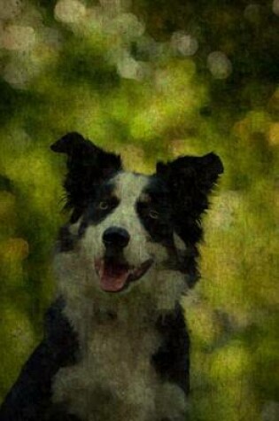 Cover of Border Collie