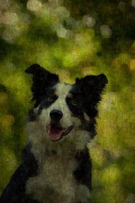 Book cover for Border Collie