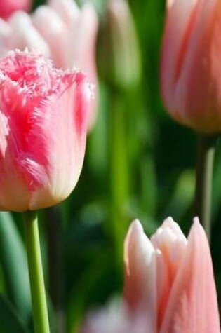 Cover of Pink Tulip Closeup (for the Love of Flowers)