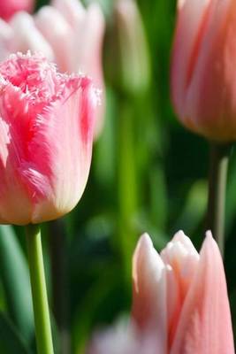 Book cover for Pink Tulip Closeup (for the Love of Flowers)