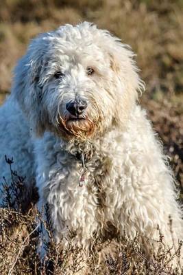 Book cover for Goldendoodle in a Field, for the Love of Dogs