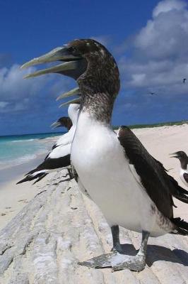 Book cover for Masked Booby by the Shore Journal