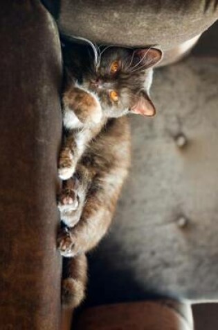 Cover of British Blue Shorthair Cat Relaxing in a Chair