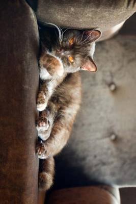 Book cover for British Blue Shorthair Cat Relaxing in a Chair