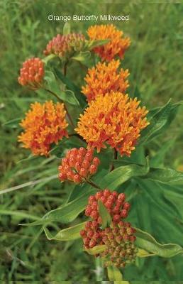 Book cover for Orange Butterfly Milkweed