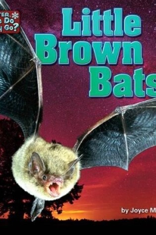 Cover of Little Brown Bats