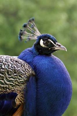 Book cover for Proud Peacock Portrait Up Close Bird Journal