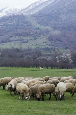 Cover of Sheep Grazing in Bulgaria Journal